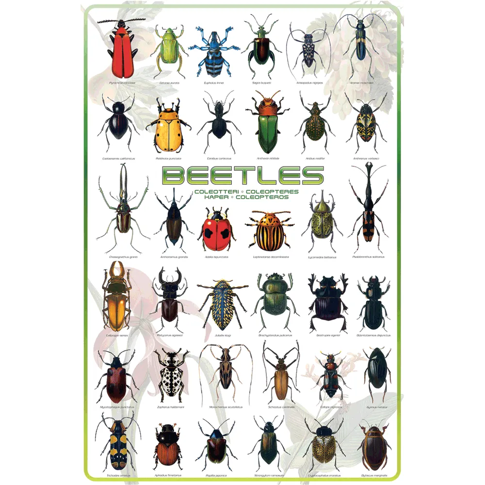 Beetles Poster