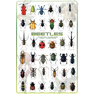 Beetles Poster