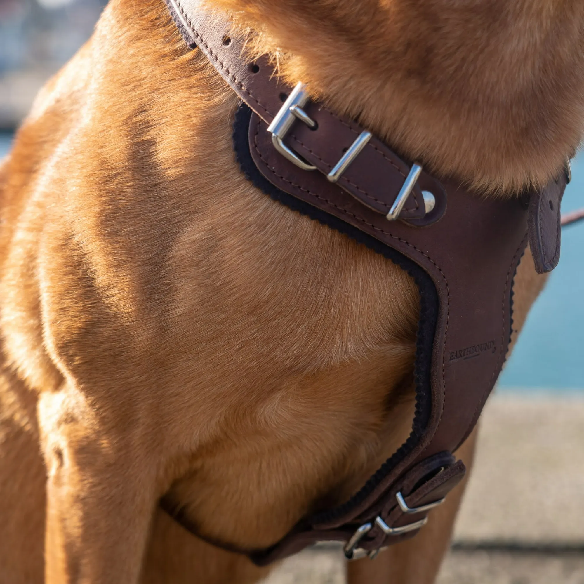 Ox Leather Harness