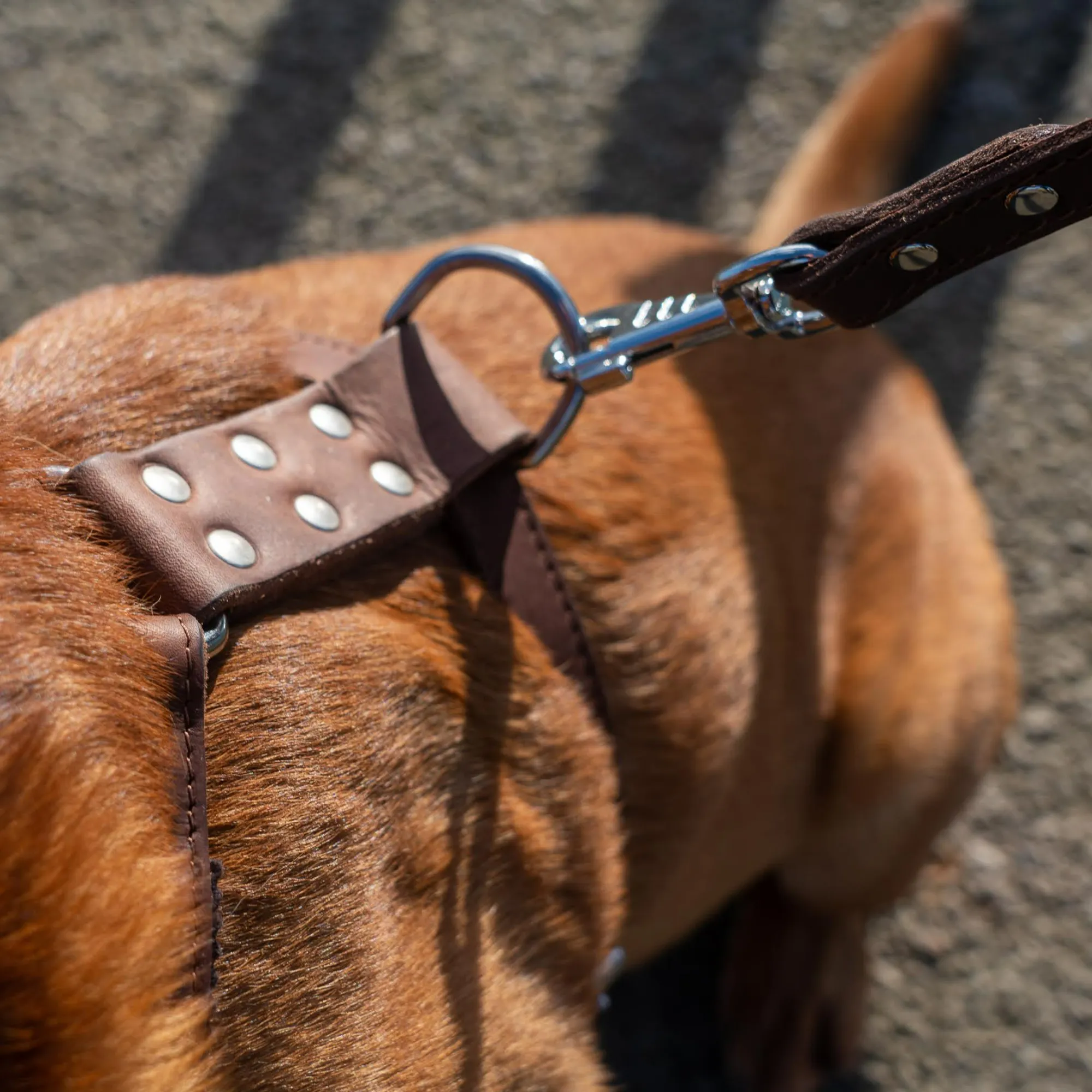 Ox Leather Harness