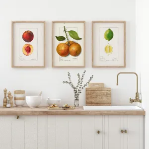 Peach Orange Lime - Fruit Vintage Drawings Set of three Wall Art