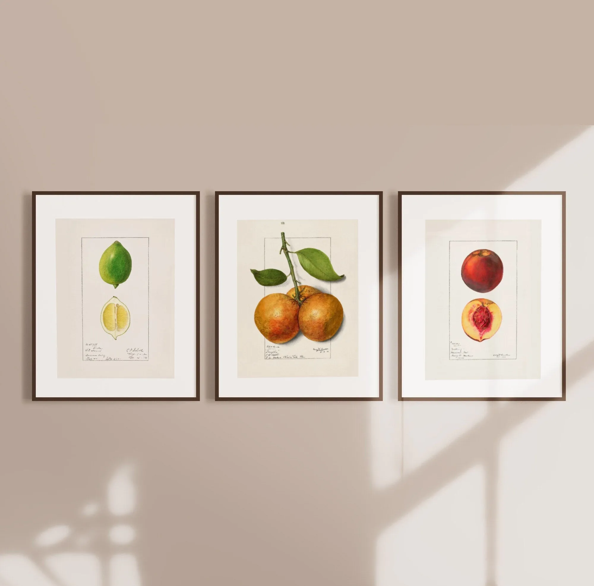 Peach Orange Lime - Fruit Vintage Drawings Set of three Wall Art